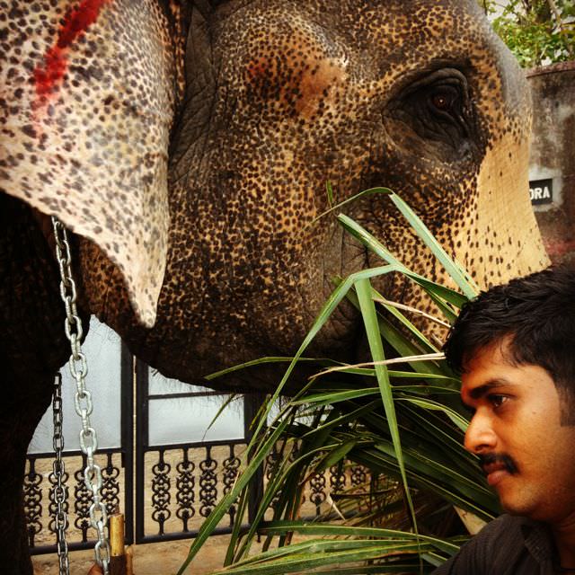 Elephants are sacred, as they symbolize the Hindu god Ganesh, Remover of Obstacles...now if he could only remove those chains!!