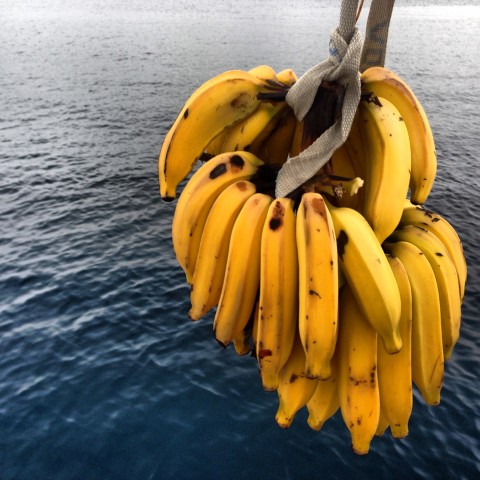 Bananas for bananas!