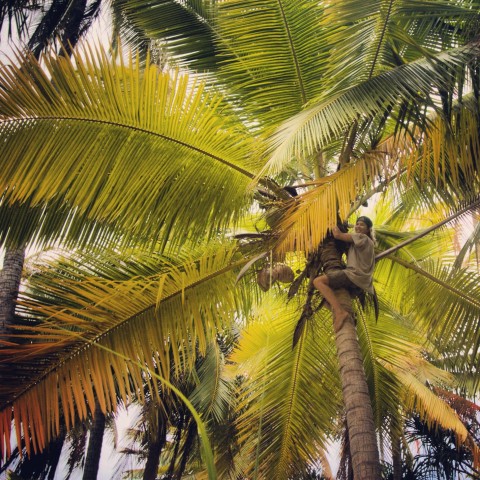 Still crazy about coconuts!